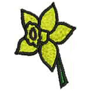 Daffodil 12694